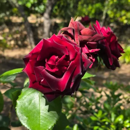 Cala Di L'oru ホテル 3*