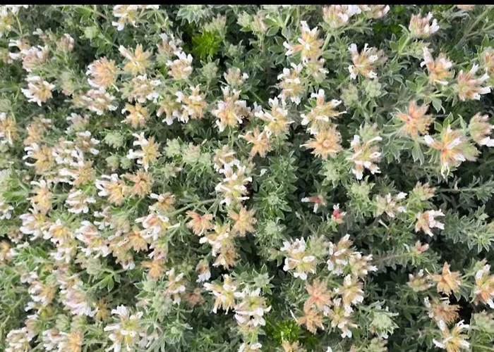 Hotel Cala Di L'oru L'Ile-Rousse (Corsica)